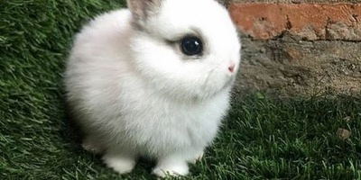 الولاده المدهشه لأرنب رضیع بوجه فیل + صور