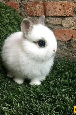 الولاده المدهشه لأرنب رضیع بوجه فیل + صور