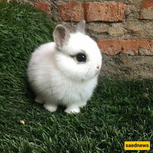 الولاده المدهشه لأرنب رضیع بوجه فیل + صور