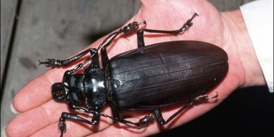 علماء الحیوان مذهولون باکتشاف مثیر لخنفساء مائیه عملاقه فی أعماق البحار—أمر رائع، ألیس کذلک؟ +صور