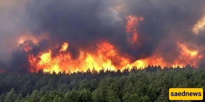 حریق مروع ومرعب فی غابات ألیت فی جالوس: فقدان 8 هکتارات من الغابات الهیرکانیه + فیدیو