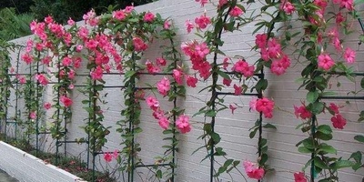 دلیل زراعه ورعایه الماغنولیا