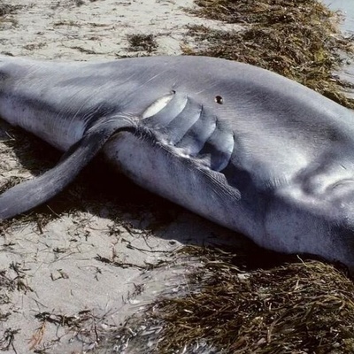 اکتشاف نادر: سمکه سلور غیر عادیه تحمل ست صغار فی بطنها وفمها