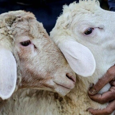 کشف ظاهره نادره: ولاده خروف برأسین وأربع عیون فی خوزستان + صور مذهله