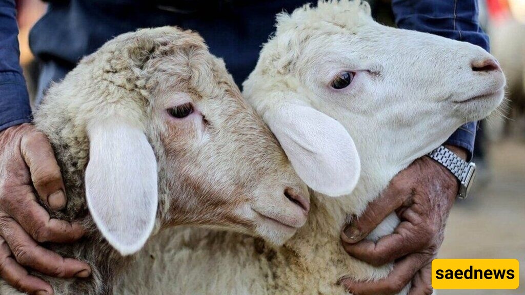 کشف ظاهره نادره: ولاده خروف برأسین وأربع عیون فی خوزستان + صور مذهله