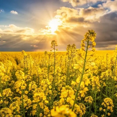 الأمواج الذهبیه: اکتشاف حقول اللفت