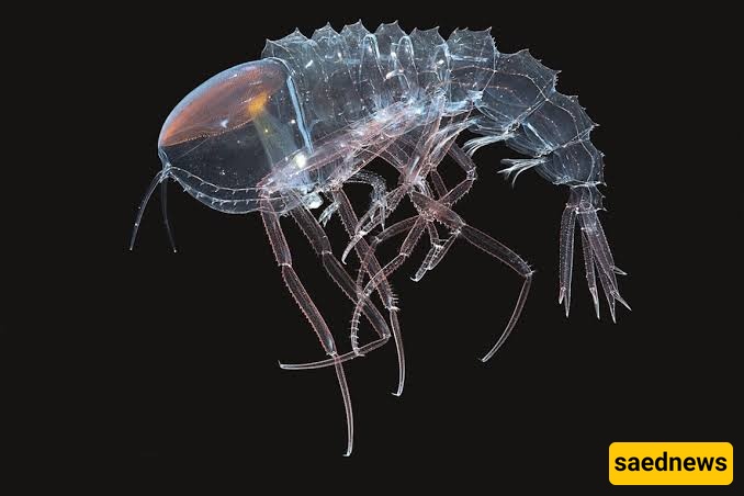 Amphipod
