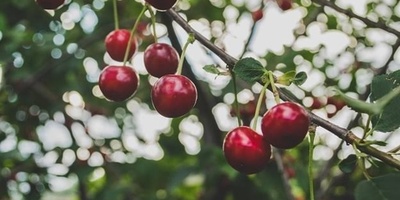 لماذا لا تُنتج أشجار الکرز ثمارًا وطرق زیاده محصولها