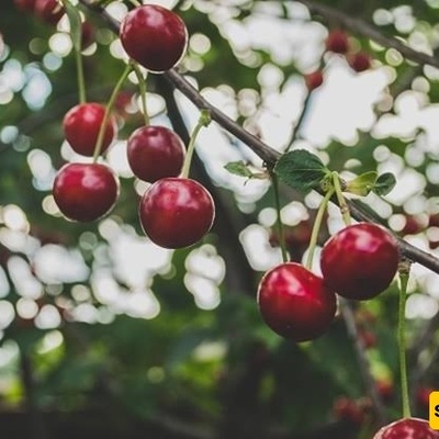 لماذا لا تُنتج أشجار الکرز ثمارًا وطرق زیاده محصولها