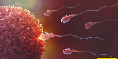 أمر لا یُصدق! البویضه هی التی تختار فی عملیه التکاثر ولیس الحیوان المنوی!