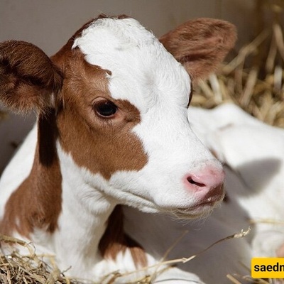 ولد عجل برأسین فی إندونیسیا یجذب حشود المشاهدین