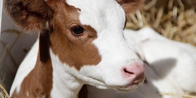 ولد عجل برأسین فی إندونیسیا یجذب حشود المشاهدین