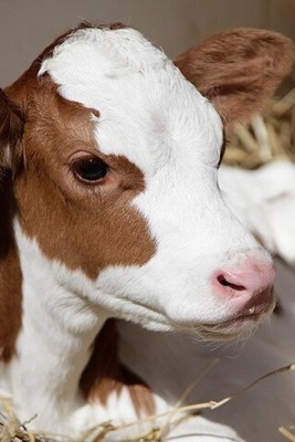 ولد عجل برأسین فی إندونیسیا یجذب حشود المشاهدین