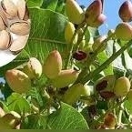 کیفیه زراعه أشجار الفستق / الری والتسمید المناسب للنمو / أسهل طریقه للحصول على مکسرات منزلیه صحیه + فیدیو