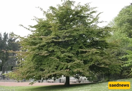 غابات لفور