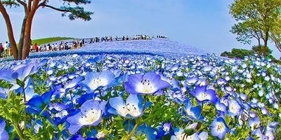 اکتشف الحدیقه الساحره فی الیابان: رحله بصریه عبر جمالها
