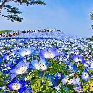 اکتشف الحدیقه الساحره فی الیابان: رحله بصریه عبر جمالها