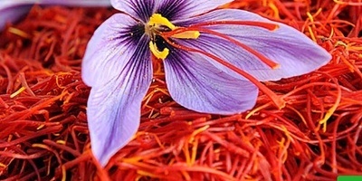 فیدیو | هل تعلم أن الزعفران، الذهب الأحمر، قد یساعد فی علاج التوتر ومرض بارکنسون؟