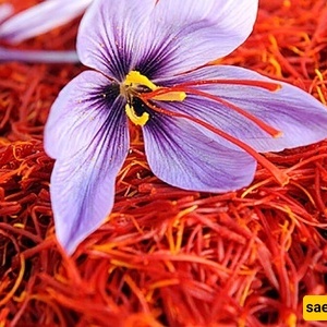 فیدیو | هل تعلم أن الزعفران، الذهب الأحمر، قد یساعد فی علاج التوتر ومرض بارکنسون؟