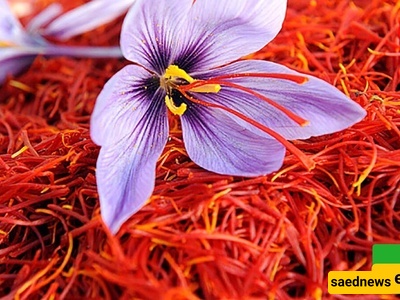 فیدیو | هل تعلم أن الزعفران، الذهب الأحمر، قد یساعد فی علاج التوتر ومرض بارکنسون؟