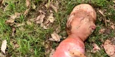 ولاده حیوان غریب برأس یشبه الإنسان فی تایلاند