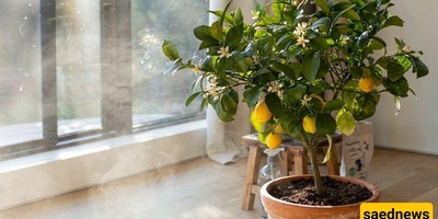 دلیل کامل للعنایه بشجره اللیمون فی المنزل والشقق