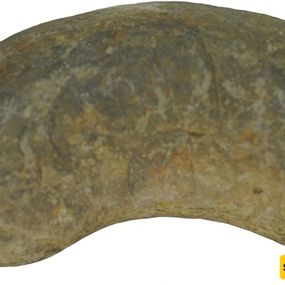 اکتشاف تمساح داخل «فضلات متحجره» عمرها 200 ملیون سنه! +صور