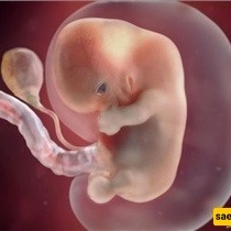 التقدّم فی عمر الأم والتدخین: عوامل خفیه وراء تقیید نمو الجنین