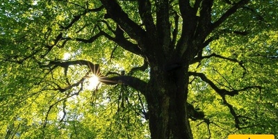 أجمل شجره فی العالم: شجره الجنکو ذات الأوراق الذهبیه التی تحرسها أسطوره الثعبان الأبیض