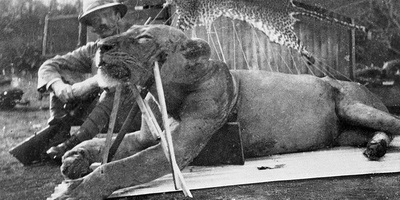 تم العثور على شعر بشری فی أفواه أسدین قُتلا منذ حوالی قرن + صور