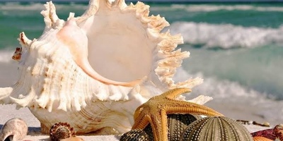 شاطئ سیشیل هو واحد من أجمل المعالم الطبیعیه وأکثرها سحرًا فی أسترالیا