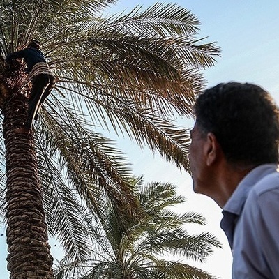 حصاد التمور فی بساتین غزه: موسم ملیء بالحیاه والنشاط