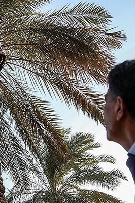 حصاد التمور فی بساتین غزه: موسم ملیء بالحیاه والنشاط