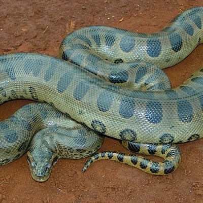 عجائب الحیاه البریه: الانسلاخ المدهش والمذهل لأفعى عملاقه [فیدیو]