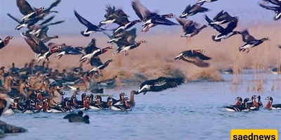 طائر غریب ومرعب ذو مظهر یشبه الشبح