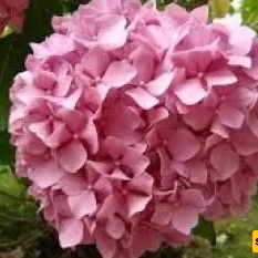 زراعه ورعایه الکوبیه بانیکولاتا (Hydrangea paniculata) فی الحدیقه