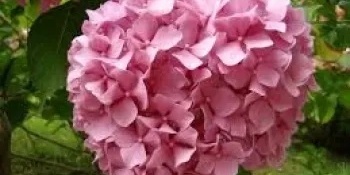 زراعه ورعایه الکوبیه بانیکولاتا (Hydrangea paniculata) فی الحدیقه