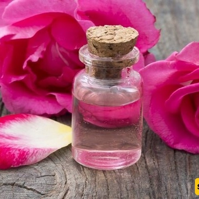 مقدمه إلى مراسم تقطیر ماء الورد وتوقیتها فی کاشان