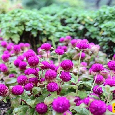 زراعه ورعایه فطر الزر (عیش الغراب الأبیض)