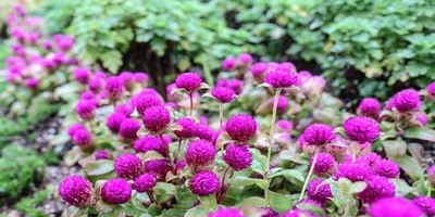 زراعه ورعایه فطر الزر (عیش الغراب الأبیض)