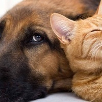 قط انتقامی حاضر دائمًا 😼 / القط یزید السرعه، والکلب یُقذف من على جهاز الجری + فیدیو