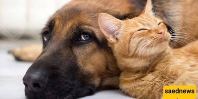 قط انتقامی حاضر دائمًا 😼 / القط یزید السرعه، والکلب یُقذف من على جهاز الجری + فیدیو