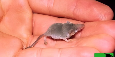 هذا الحیوان متعدد المواهب! من تقلیص حجم الدماغ إلى علاج الزهایمر