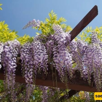 کیفیه زراعه ورعایه کروم الوستاریه
