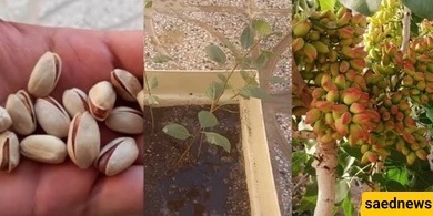 کیفیه زراعه شجره الفستق فی المنزل باستخدام بضع بذور من الفستق فقط