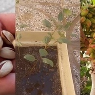 کیفیه زراعه شجره الفستق فی المنزل باستخدام بضع بذور من الفستق فقط