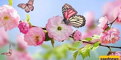 المرأه الطیبه التی تُجری عملیات جراحیه لإصلاح أجنحه الفراشات المکسوره