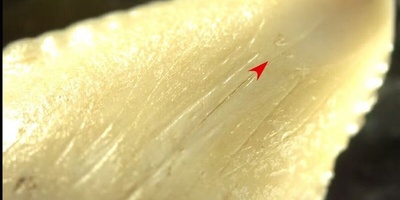 اکتشاف أسلحه عمرها 7000 عام مصنوعه من أسنان القرش