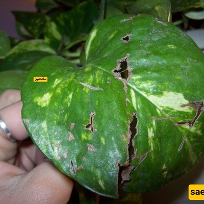 ما السبب الرئیسی لوجود ثقوب فی أوراق نباتات المنزل؟