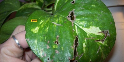 ما السبب الرئیسی لوجود ثقوب فی أوراق نباتات المنزل؟